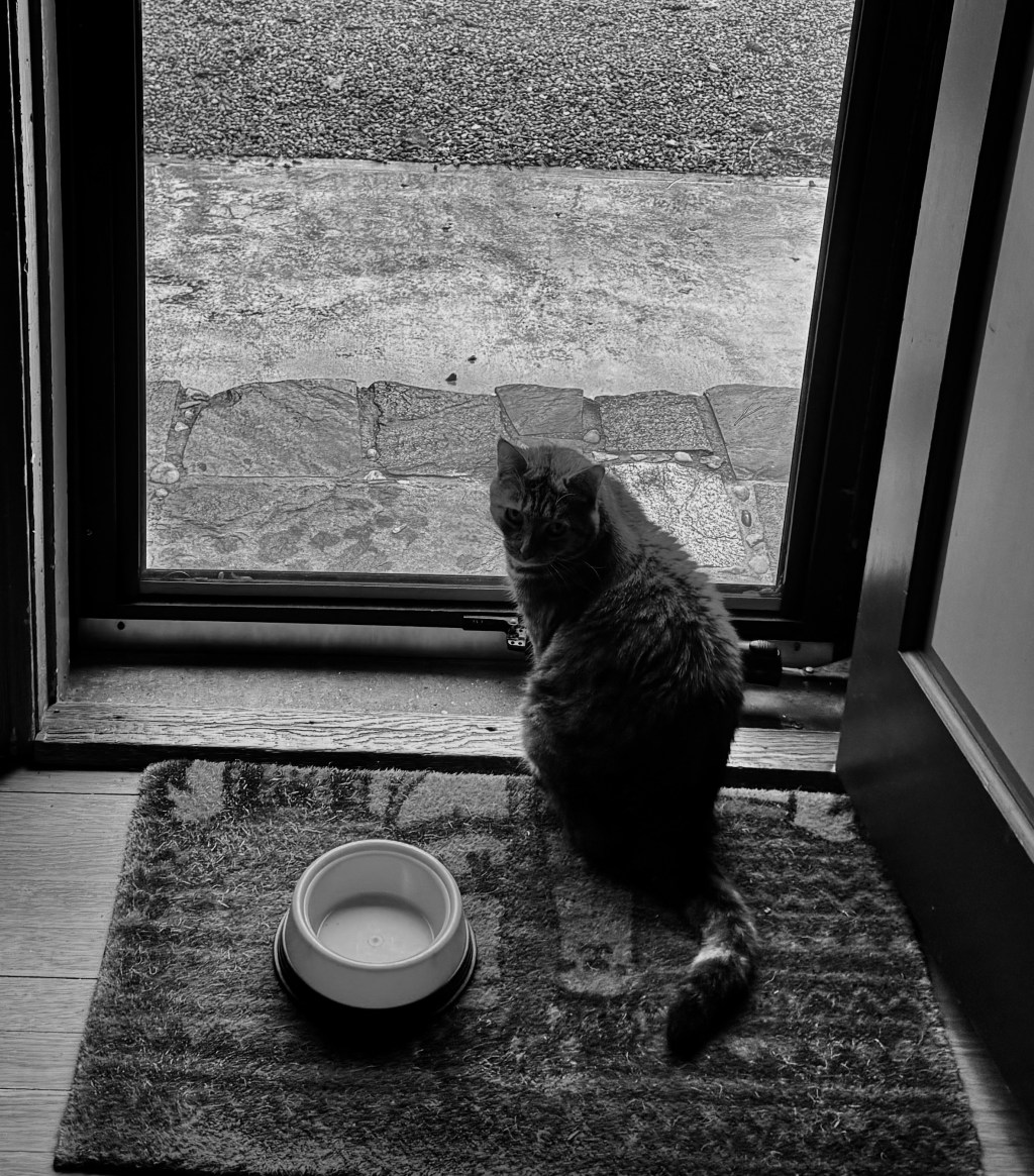 black and white photo of cat with empty bowl and lots of shadows