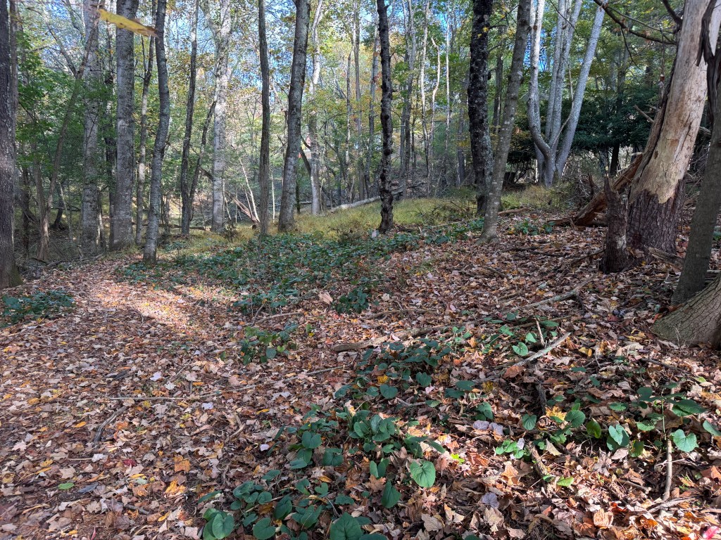 image of forest path